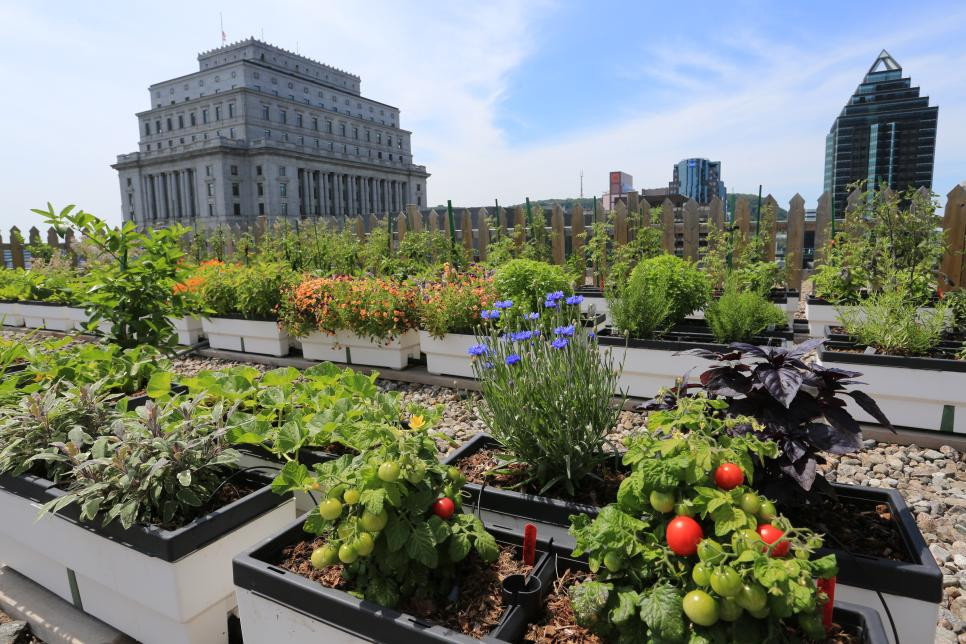 Rooftop Garden Ideas For Home