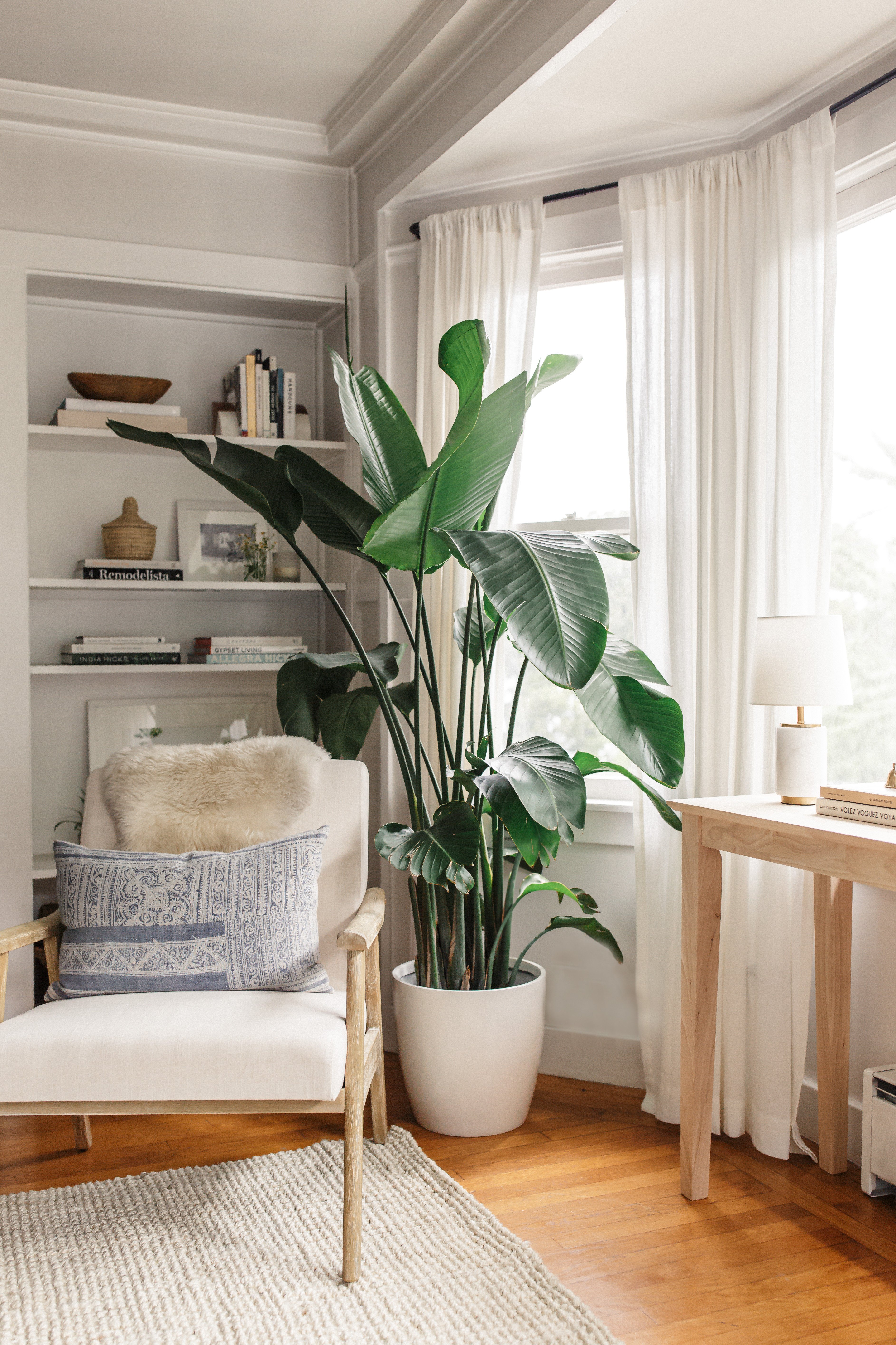 Modern Living Room Decorating Ideas Plant Favorite Indoor Plants Harlowe James
